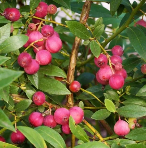 Pink Lemonade Blueberry Plant - Live Shrub - 1-2 Year Old - Sweet Blueberry Bush