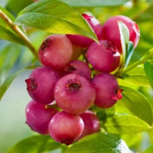 Pink Lemonade Blueberry Plant - Live Shrub - 1-2 Year Old - Sweet Blueberry Bush