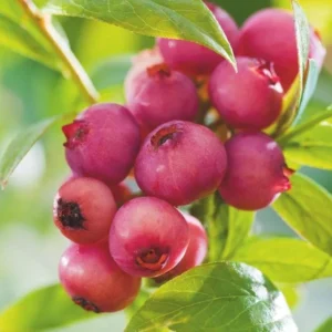 Pink Lemonade Blueberry Plant - Live Shrub - 1-2 Year Old - Sweet Blueberry Bush