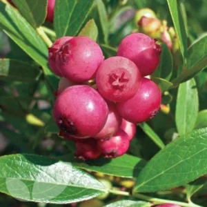 Pink Lemonade Blueberry Plant - Live Shrub - 1-2 Year Old - Sweet Blueberry Bush