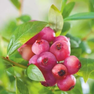 Pink Lemonade Blueberry Plant - Live Shrub - 1-2 Year Old - Sweet Blueberry Bush