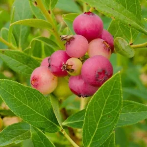 Pink Lemonade Blueberry Plant - Live Shrub - 1-2 Year Old - Sweet Blueberry Bush