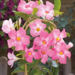 Pink Mandevilla Plant - Live Vine, 4-6 Inch, Flowering Bush