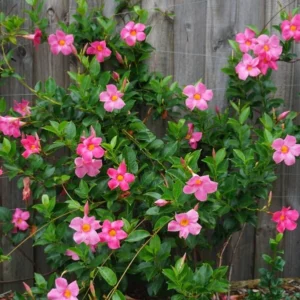 Pink Mandevilla Plant - Live Vine, 4-6 Inch, Flowering Bush