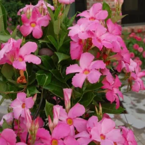 Pink Mandevilla Plant - Live Vine, 4-6 Inch, Flowering Bush