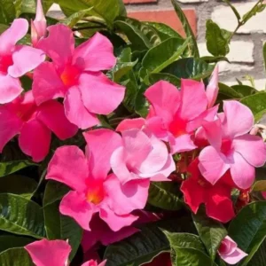 Pink Mandevilla Plant - Live Vine, 4-6 Inch, Flowering Bush