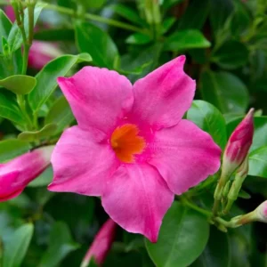 Pink Mandevilla Plant - Live Vine, 4-6 Inch, Flowering Bush