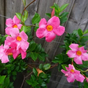 Pink Mandevilla Plant - Live Vine, 4-6 Inch, Flowering Bush