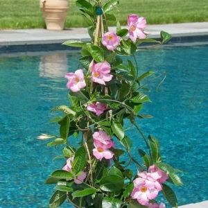 Pink Mandevilla Plant - Live Vine, 4-6 Inch, Flowering Bush
