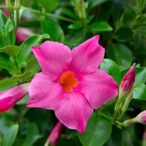 Pink Mandevilla Plants Live - 2 Pack, Well Rooted Vine, 4-6 Inch Flowering Bush