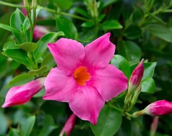 Pink Mandevilla Plants Live - 2 Pack, Well Rooted Vine, 4-6 Inch Flowering Bush