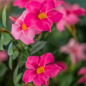 Pink Mandevilla Plants Live - 2 Pack, Well Rooted Vine, 4-6 Inch Flowering Bush