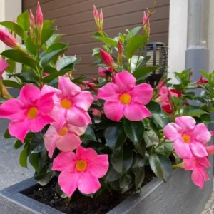 Pink Mandevilla Plants Live - 2 Pack, Well Rooted Vine, 4-6 Inch Flowering Bush