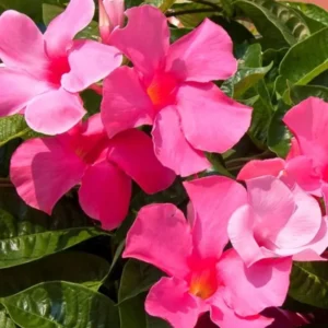 Pink Mandevilla Plants Live - 2 Pack, Well Rooted Vine, 4-6 Inch Flowering Bush