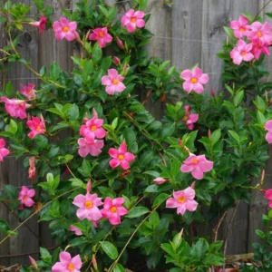 Pink Mandevilla Plants Live - 2 Pack, Well Rooted Vine, 4-6 Inch Flowering Bush