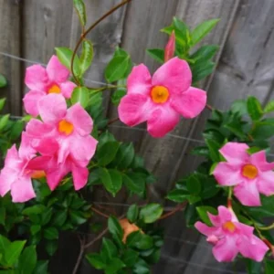 Pink Mandevilla Plants Live - 2 Pack, Well Rooted Vine, 4-6 Inch Flowering Bush