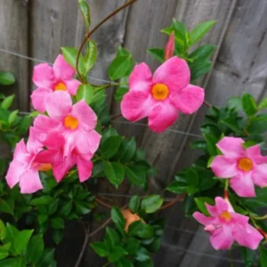 Pink Mandevilla Plants Live - 2 Pack, Well Rooted Vine, 4-6 Inch Flowering Bush