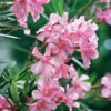 Pink Oleander Live Plant 2-Pack - 4-6 Inch Tall Shrub Plant for Gardening
