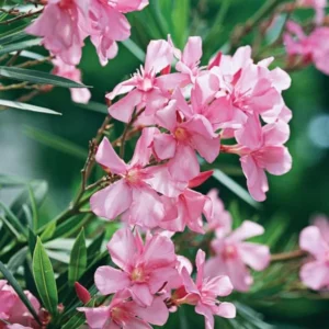 Pink Oleander Live Plant 2-Pack - 4-6 Inch Tall Shrub Plant for Gardening