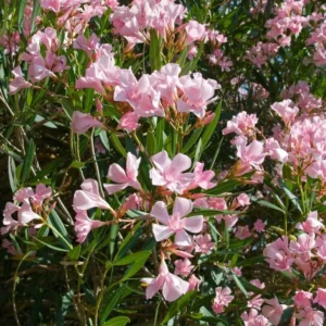 Pink Oleander Live Plant 2-Pack - 4-6 Inch Tall Shrub Plant for Gardening