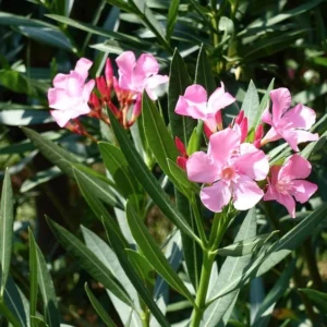Pink Oleander Live Plant 2-Pack - 4-6 Inch Tall Shrub Plant for Gardening