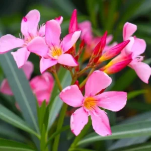 Pink Oleander Live Plant 2-Pack - 4-6 Inch Tall Shrub Plant for Gardening