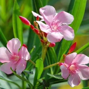 Pink Oleander Live Plant 2-Pack - 4-6 Inch Tall Shrub Plant for Gardening