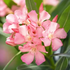 Pink Oleander Live Plant 2-Pack - 4-6 Inch Tall Shrub Plant for Gardening