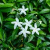Pinwheel Jasmine Plants - Set of 2 Live Plants, 5-7 Inch Tall, Home Garden