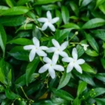 Pinwheel Jasmine Plants - Set of 2 Live Plants, 5-7 Inch Tall, Home Garden