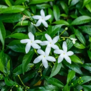 Pinwheel Jasmine Plants - Set of 2 Live Plants, 5-7 Inch Tall, Home Garden