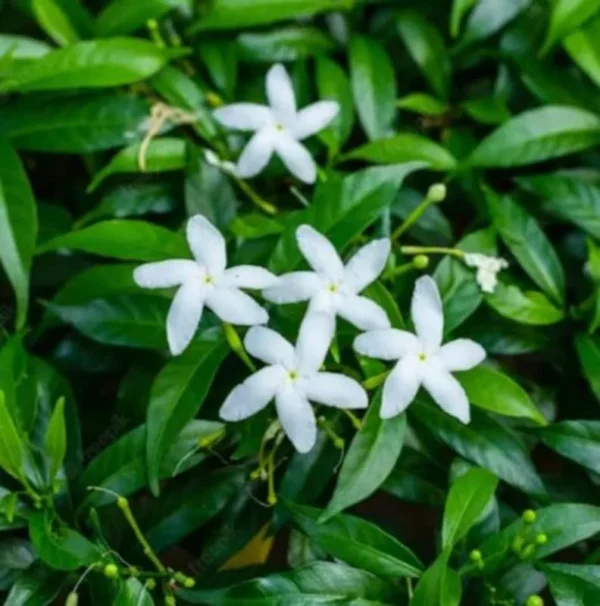 Pinwheel Jasmine Plants - Set of 2 Live Plants, 5-7 Inch Tall, Home Garden