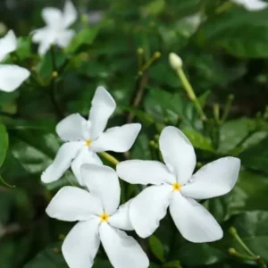 Pinwheel Jasmine Plants - Set of 2 Live Plants, 5-7 Inch Tall, Home Garden