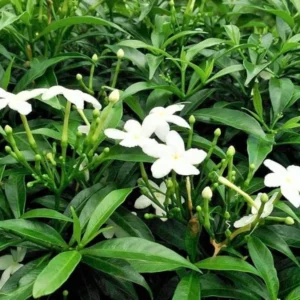 Pinwheel Jasmine Plants - Set of 2 Live Plants, 5-7 Inch Tall, Home Garden