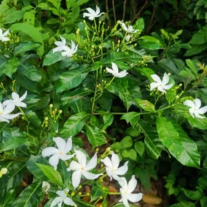 Pinwheel Jasmine Plants - Set of 2 Live Plants, 5-7 Inch Tall, Home Garden