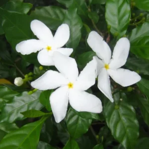 Pinwheel Jasmine Plants - Set of 2 Live Plants, 5-7 Inch Tall, Home Garden