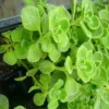 Plectranthus Vick Plant Set Live - 2 Pack Herb Plants 4-6 Inch Indoor/Outdoor