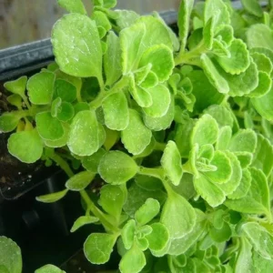 Plectranthus Vick Plant Set Live - 2 Pack Herb Plants 4-6 Inch Indoor/Outdoor