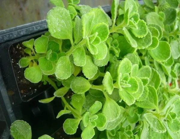 Plectranthus Vick Plant Set Live - 2 Pack Herb Plants 4-6 Inch Indoor/Outdoor