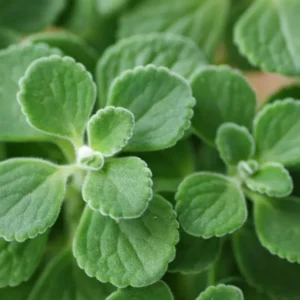 Plectranthus Vick Plant Set Live - 2 Pack Herb Plants 4-6 Inch Indoor/Outdoor