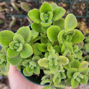 Plectranthus Vick Plant Set Live - 2 Pack Herb Plants 4-6 Inch Indoor/Outdoor