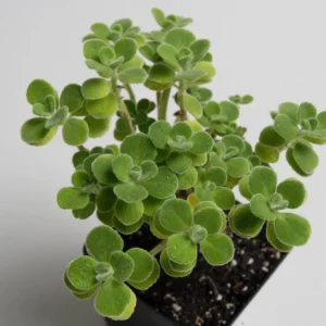 Plectranthus Vick Plant Set Live - 2 Pack Herb Plants 4-6 Inch Indoor/Outdoor