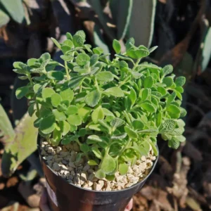 Plectranthus Vick Plant Set Live - 2 Pack Herb Plants 4-6 Inch Indoor/Outdoor