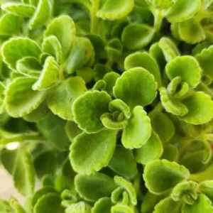 Plectranthus Vick Plant Set Live - 2 Pack Herb Plants 4-6 Inch Indoor/Outdoor