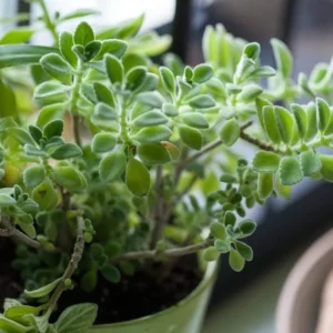 Plectranthus Vick Plant Set - Live Vick Herb Plant 4-6 Inch Indoor Outdoor