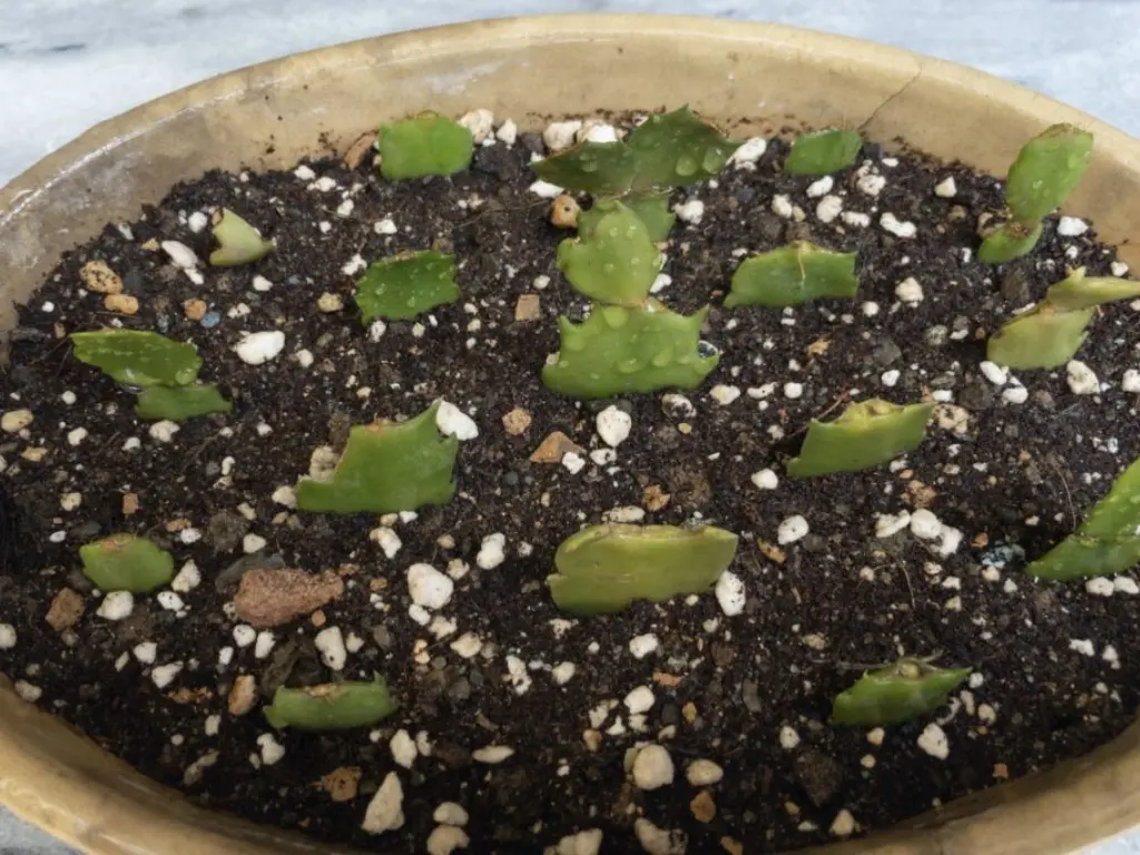 Propagate Christmas Cactus