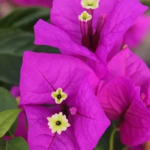 Purple Bougainvillea Flower Plants - Live Elizabeth Angus Bougainvilleas - 4-6 Inches - Pack of 2