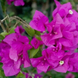 Purple Bougainvillea Flower Plants - Live Elizabeth Angus Bougainvilleas - 4-6 Inches - Pack of 2