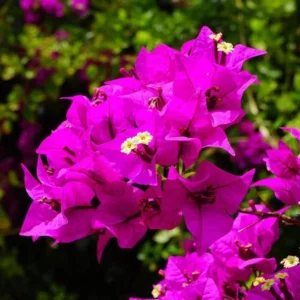 Purple Bougainvillea Flower Plants - Live Elizabeth Angus Bougainvilleas - 4-6 Inches - Pack of 2