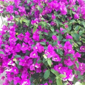 Purple Bougainvillea Flower Plants - Live Elizabeth Angus Bougainvilleas - 4-6 Inches - Pack of 2